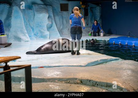 Tromso, Norwegen - 07.04.2024: Robbenschau im Polaria Aquarium in Tromso, Norwegen Stockfoto