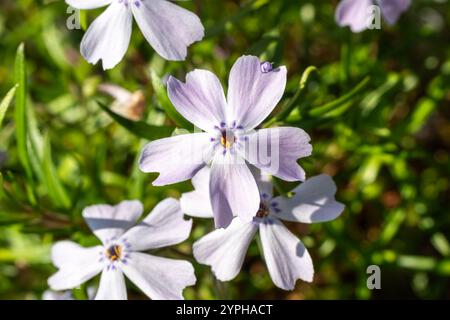 Phlox subulata „Purple Beauty“ eine immergrüne Frühlingssommerblühpflanze mit einer violetten Frühlingsblume, die allgemein als kriechender Phlox oder Moos PHL bekannt ist Stockfoto