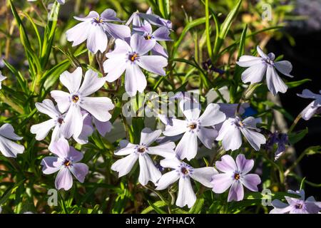 Phlox subulata „Purple Beauty“ eine immergrüne Frühlingssommerblühpflanze mit einer violetten Frühlingsblume, die allgemein als kriechender Phlox oder Moos PHL bekannt ist Stockfoto