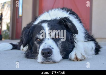 Ein schwarz-weißer Hund, der sich an einem sonnigen Herbsttag in Colorado, USA, in der Einfahrt entspannt Stockfoto