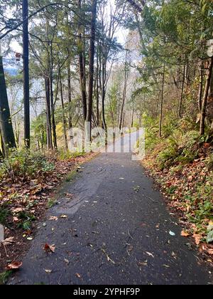 Ein wunderschöner Panoramablick von einem Wanderweg mit bunten Herbstblättern an einem regnerischen Herbsttag in Seattle, Washington, Pazifik-Nordwesten, USA Stockfoto