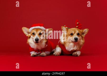 Festliche Corgis in Weihnachtskostümen, Weihnachtsmann ruht, während Rentiere fröhliche Weihnachtsstimmung verbreiten Stockfoto