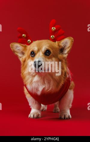 Festlicher Corgi in Rentiergeweih und rotem Pullover, der Weihnachtsfreude und Weihnachtsstimmung bringt Stockfoto