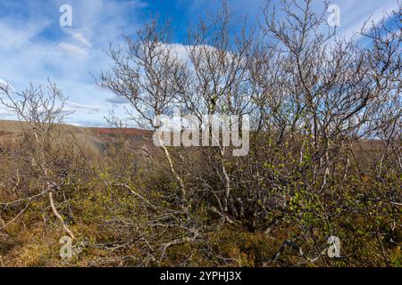 Betula nana, die Zwergbirkensträucher mit trockenen Ästen an der Jokulsa, einem Fjollum River Canyon in Island. Stockfoto
