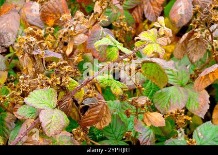 Bramble oder Brombeere (rubus fruticosus), Nahaufnahme des im Herbst absterbenden Strauches, der Blätter wechselnd und die Frucht verschwunden. Stockfoto