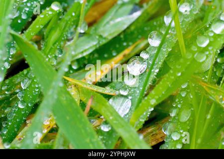 Nahaufnahme mit Fokus auf ein paar Wassertröpfchen, die nach einer leichten Dusche auf einem Grashalm sitzen. Stockfoto