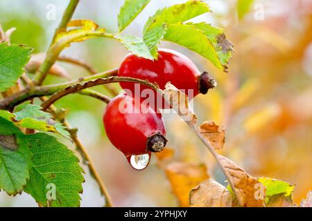 Hunderose (rosa canina), Nahaufnahme, die einen Wassertropfen zeigt, der im Herbst am Boden einer hellroten Rosenhüfte des Strauchs hängt. Stockfoto