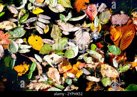 Nahaufnahme einer Vielzahl von Frühherbstblättern, die auf der Oberfläche eines Teichs schweben, die hellen Farben kontrastieren mit dem dunklen Wasser darunter. Stockfoto