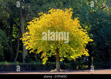 Rosskastanie oder Conker Tree (aesculus hippocastanum), ein einzelner Einzelbaum in vollem Blatt, hinterleuchtet und isoliert gegen den dunklen Wald dahinter. Stockfoto