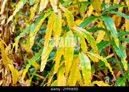 Rosebay Willowhere oder Fireweed (epilobium, chamerion oder Chamaenerion angustifolium), Nahaufnahme der Blätter, die ihre Farbe von grün zu gelb ändert. Stockfoto