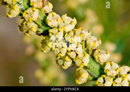 Schweißen oder Färberrakete (reseda luteola), Nahaufnahme mit den Samenkapseln oder Kapseln der Pflanze. Stockfoto