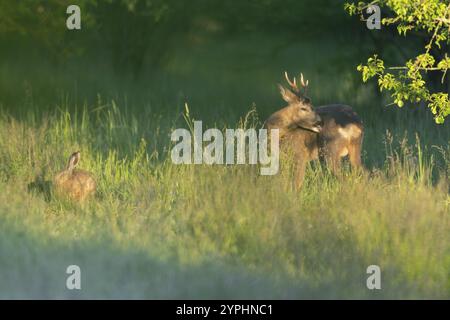 Rehe (Capreolus capreolus), rehbock und Braunhase (Lepus europaeus) auf einer Wiese, Wildtiere, Thüringen, Deutschland, Europa Stockfoto