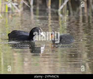 Eurasischer Coot (Fulica atra), Erwachsener und Jungvogel auf einem Teich, Thüringen, Deutschland, Europa Stockfoto