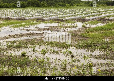 Junge Gemüsepflanzen, die durch Kunststofffolien geschützt werden, die auf dem Feld wachsen, überflutet und durch starke Regenfälle aufgrund des Klimawandels im Sommer beschädigt wurden, Quebec, CA Stockfoto