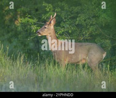 Rehe (Capreolus capreolus), rehbock mit beginnendem Haarwechsel steht auf einer Wiese und isst, weidet Gras, Wildtiere, Thüringen, Deutschland, Europa Stockfoto