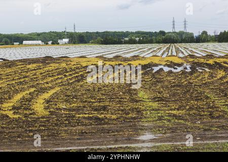 Junge Gemüsepflanzen, die durch Kunststofffolien geschützt werden, die auf landwirtschaftlichen Feldern wachsen, überflutet und durch starke Regenfälle infolge des Klimawandels beschädigt wurden Stockfoto