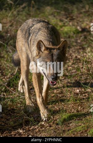 Wolf (Canis Lupus) läuft durch sein Territorium, Deutschland, Europa Stockfoto