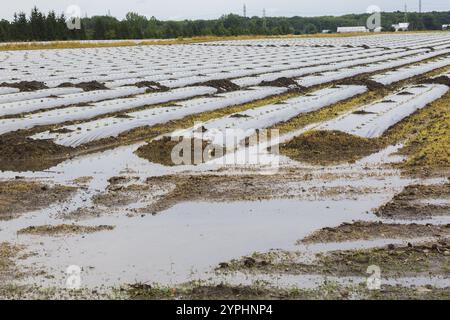 Junge Gemüsepflanzen, die durch Kunststofffolien geschützt werden, die auf landwirtschaftlichen Feldern wachsen, überflutet und durch starke Regenfälle infolge des Klimawandels beschädigt wurden Stockfoto