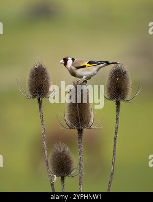 Europäischer Goldfink (Carduelis carduelis), ausgewachsener Vogel, der sich auf Teaselpflanzenköpfen ernährt, Hessen, Deutschland, Europa Stockfoto