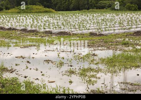 Junge Gemüsepflanzen, die durch Kunststofffolien geschützt werden, die auf dem Feld wachsen, überflutet und durch starke Regenfälle aufgrund des Klimawandels im Sommer beschädigt wurden, Quebec, CA Stockfoto