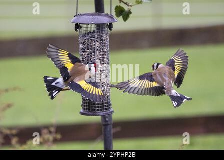 Europäischer Goldfink (Carduelis carduelis), zwei Erwachsene Vögel, die um Futter kämpfen und streiten, an der Vogelfütterungsstation in Hessen, Deutschland, Europa Stockfoto