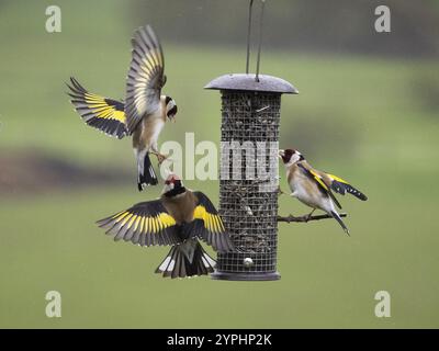 Europäischer Goldfink (Carduelis carduelis), drei Erwachsene Vögel kämpfen und streiten um Futter, zwei im Flug, an der Vogelfütterung im Flug, Hessen Stockfoto