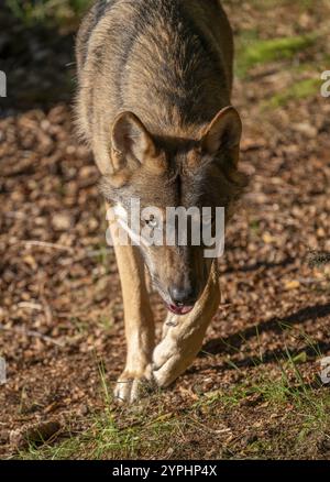 Wolf (Canis Lupus) läuft durch sein Territorium, Deutschland, Europa Stockfoto