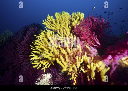 Farbenfrohe Gorgonien in Gelb, Gelb Gorgonisch (Eunicella cavolinii) und Rot, Violescent Sea Peitsche (Paramuricea clavata), gegen einen tiefblauen Hintergrund Stockfoto