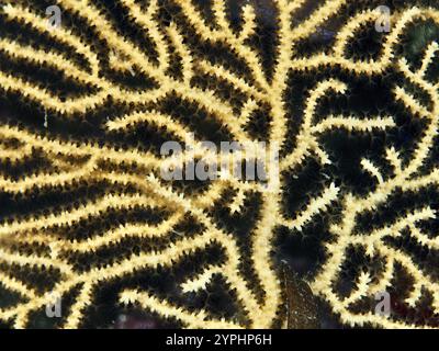 Nahaufnahme einer gelblichen Gorgonienstruktur mit feinen Verzweigungen, Gelbgorgonier (Eunicella cavolinii) im Mittelmeer bei Hyeres. Tauchplatz Stockfoto