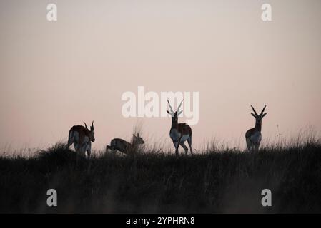 Blackbuck Antilope in Pampas Plain Environment, La Pampa Provinz, Argentinien Stockfoto