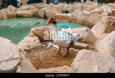 Porträt der Gans. Ländliche Landschaft mit Gänsen, Hühnern und Truthühnern weiden auf dem Geflügelhof. Ländliche Bio-Naturtierfarm. Hochwertige Fotos Stockfoto