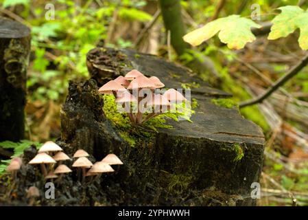 Nahaufnahme von Kopfhaubenpilzen, die aus einem Baumstumpf wachsen, mit umgefallenen Blättern im Hintergrund. Stockfoto