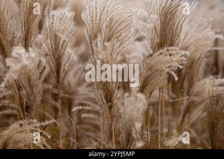 Goldenes Ziergras, das im Herbst im Wind weht. Schönheit der Natur, saisonale Veränderungen und natürliche Texturen in einer ruhigen Umgebung im Freien Stockfoto