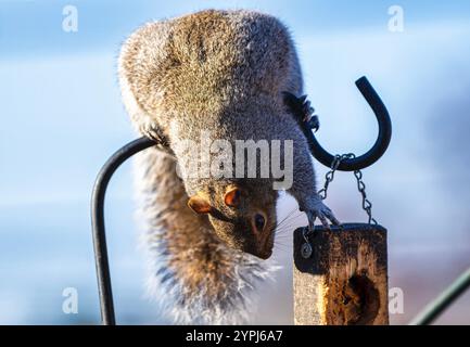 Ein Eichhörnchen hoch über dem Vogelfutter Stockfoto