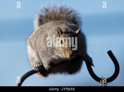 Ein Eichhörnchen hoch über dem Vogelfutter Stockfoto