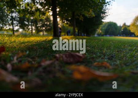 Eine malerische Nahaufnahme der Herbstblätter, die auf einem grasbewachsenen Rasen in einem Stadtpark verstreut sind und von warmem Sonnenuntergangslicht beleuchtet werden, um das Wesen der saisonalen Be einzufangen Stockfoto