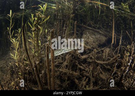 Nördlicher Hecht im europäischen Fluss. Leben im Süßwasser. Pike auf dem Boden. Stockfoto