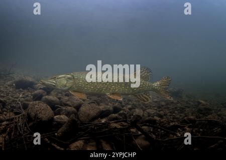 Nördlicher Hecht im europäischen Fluss. Leben im Süßwasser. Pike auf dem Boden. Stockfoto