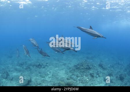 Schwimmen mit Spinnerdelfinen auf der Insel Mauritius. Verspielte Delfine im Indischen Ozean. Meereslebewesen im Ozean. Stockfoto