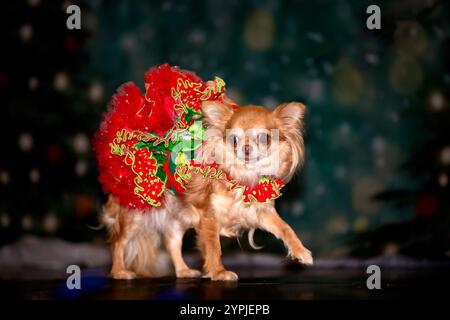 Newton Longville, Bucks, UK, 30. November 2024 Chihuahua in schickem Kleid Sue Thatcher/Alamy Live News Stockfoto