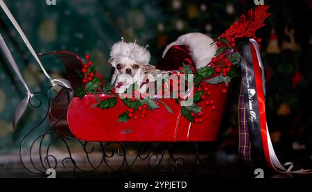 Newton Longville, Bucks, Großbritannien, 30. November 2024. Missy die Chihuahua in ihrem Weihnachtsschlitten. Missi gehört Abi Deakin aus Tamworth, ist 8 Jahre alt und wiegt nur 900 Gramm. Sue Thatcher/Alamy Live News Stockfoto