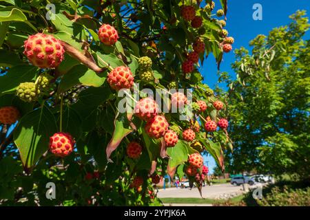 Leuchtend rote Früchte auf einem weißen Dogwood Baum Cornus Kousa Stockfoto