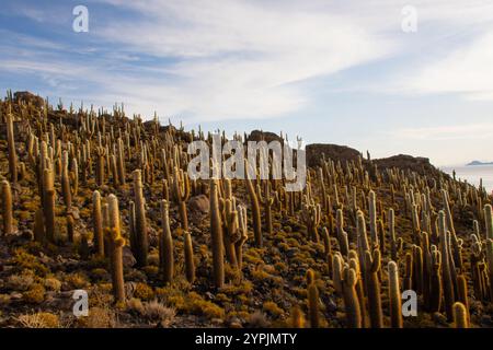 Blick auf riesige Kakteen auf der felsigen Isla Incahuasi mit der weiten weißen Weite der Uyuni Salinen im Hintergrund, Bolivien. Stockfoto