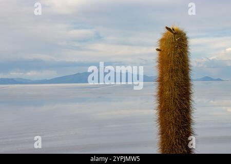 Blick auf riesige Kakteen auf der felsigen Isla Incahuasi mit der weiten weißen Weite der Uyuni Salinen im Hintergrund, Bolivien. Stockfoto