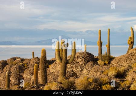 Blick auf riesige Kakteen auf der felsigen Isla Incahuasi mit der weiten weißen Weite der Uyuni Salinen im Hintergrund, Bolivien. Stockfoto