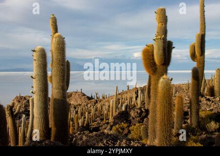 Blick auf riesige Kakteen auf der felsigen Isla Incahuasi mit der weiten weißen Weite der Uyuni Salinen im Hintergrund, Bolivien. Stockfoto