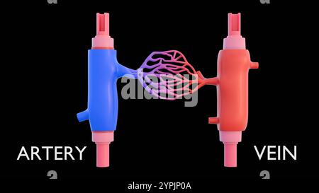 3D-Darstellung der vereinfachten Darstellung des Kreislaufsystems mit Schwerpunkt auf den Schlüsselkomponenten von Arterien und Venen. Stockfoto