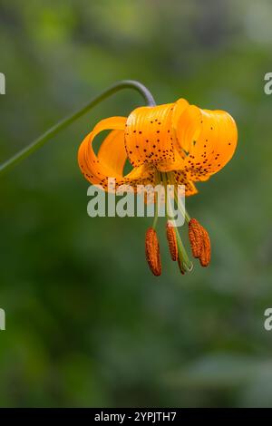 Blume der Tigerlilie (Lilium kelleyanum) Stockfoto