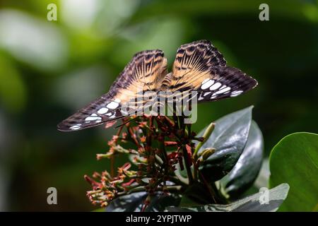 Asiatischer Clipper-Schmetterling (Parthenos sylvia), der auf einer Blumenhütte auf der Insel Aruba ruht. Stockfoto