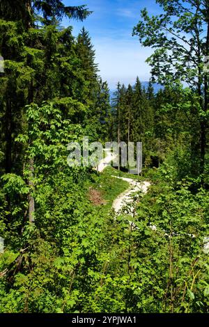 Wanderweg durch die grünen Bäume, der an einem sonnigen Frühlingstag in den Bayerischen Alpen zum Adlernest führt. Stockfoto